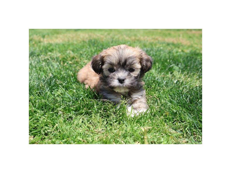 [#15074] Fawn Male Lhasa Apso Puppies For Sale #2