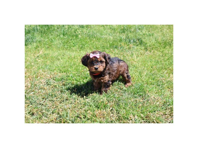 [#15075] Red Sable Female Yorkiepoo Puppies For Sale #2