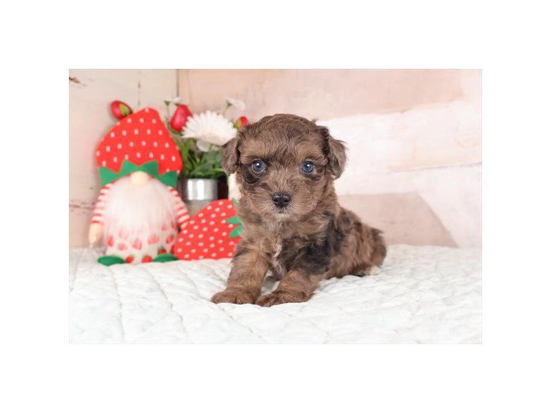 [#15076] Blue Merle Male Poodle Toy Puppies For Sale #2