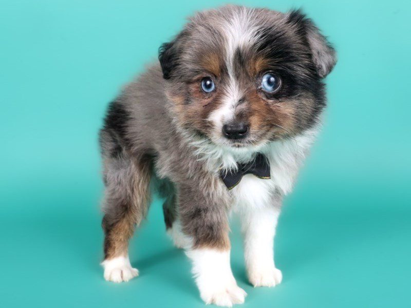 [#15069] Blue Merle Male Toy Australian Shepherd Puppies For Sale #3
