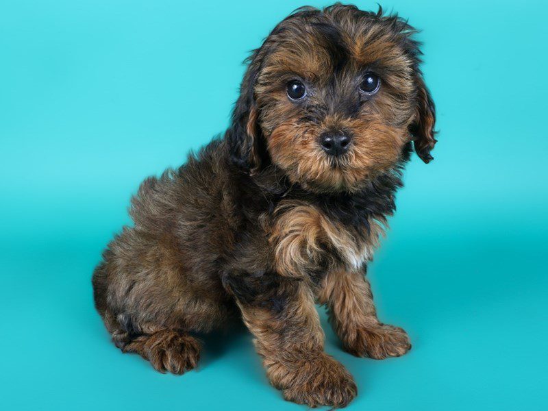 Yorkiepoo-Dog-Female-Red Sable-5116306-XO PUPS