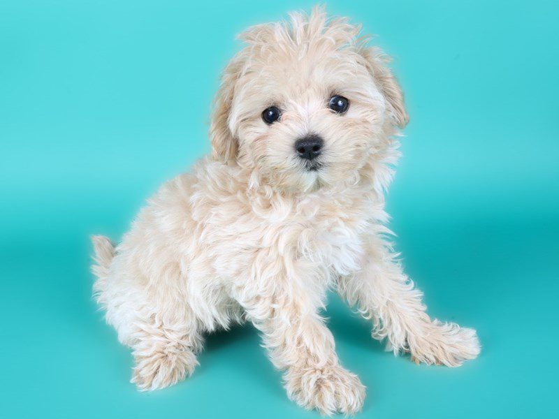 Maltipoo-Dog-Female-Apricot-5116694-XO PUPS