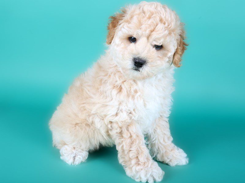 Miniature Poodle in Ashburn, VA