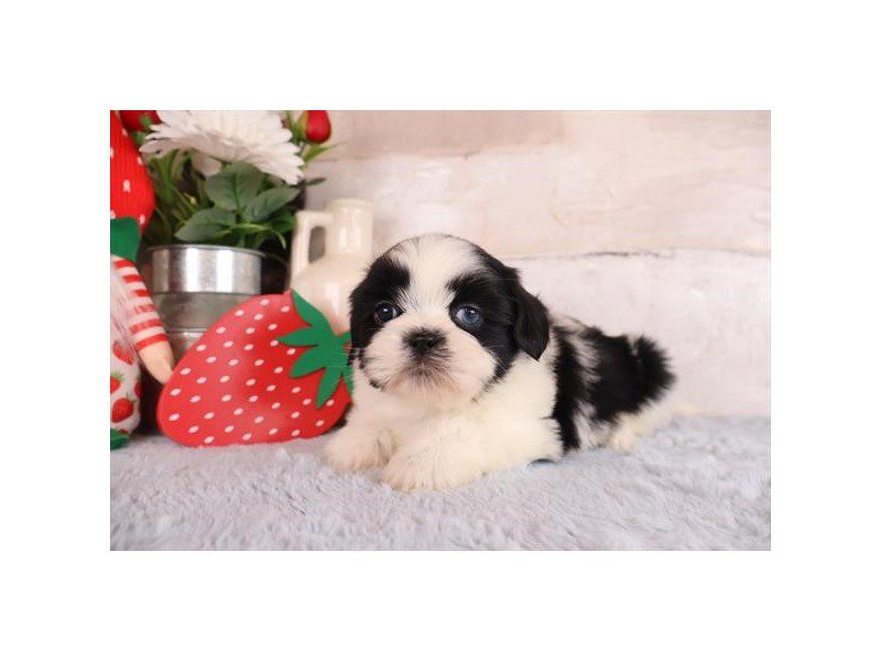 [#15083] Black / White Male Shih Tzu Puppies For Sale #2