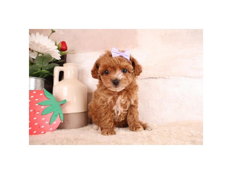 [#15084] Red Female Toy Poodle Puppies For Sale #2