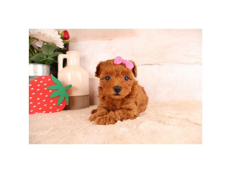 [#15085] Red Female Poodle Toy Puppies For Sale #2