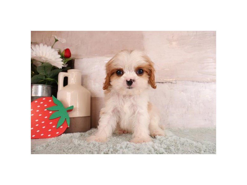 [#15086] Red / White Male Cavapoo Puppies For Sale #2