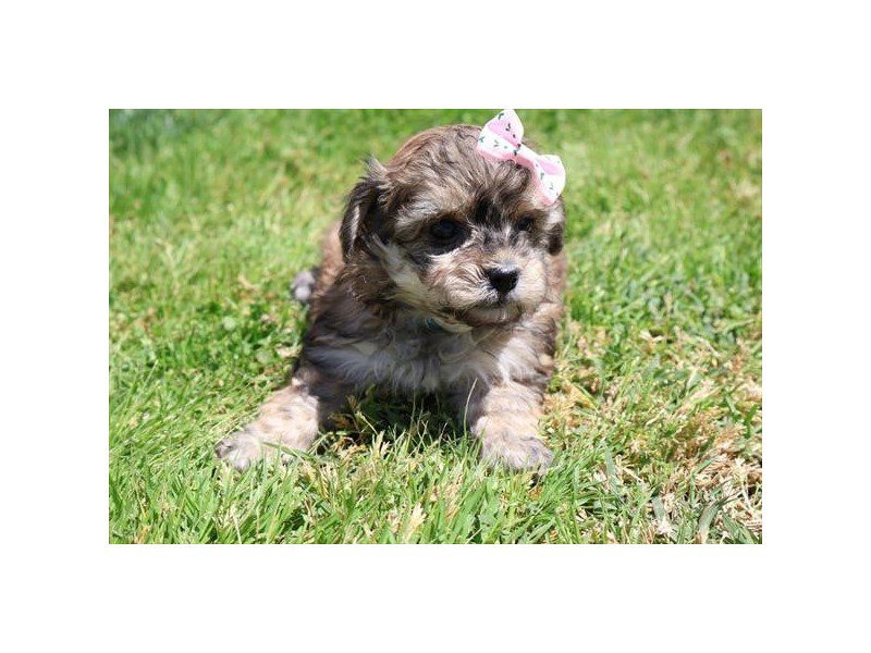 [#15087] Red Sable Female Maltipoo Puppies For Sale #2