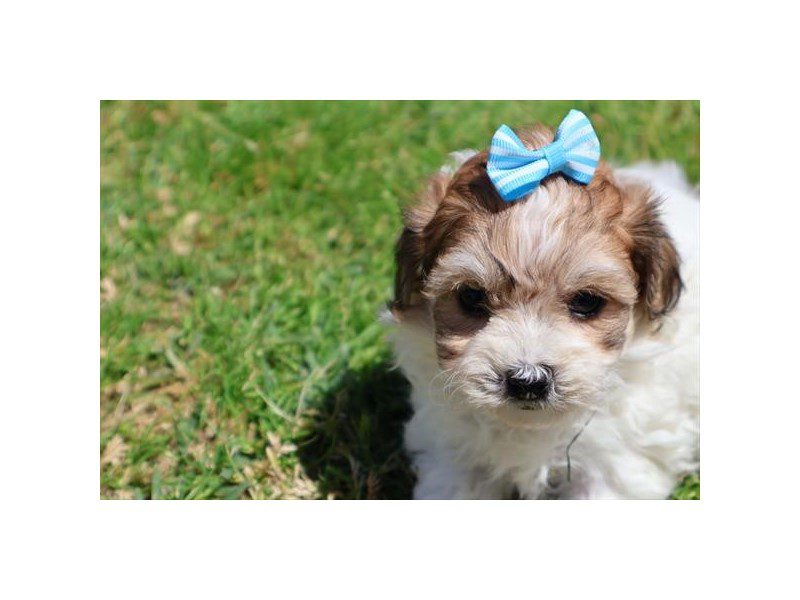 [#15088] Red Sable Female Maltipoo Puppies For Sale #2