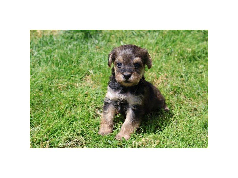 [#15089] Red Sable Male Yorkiepoo Puppies For Sale #2