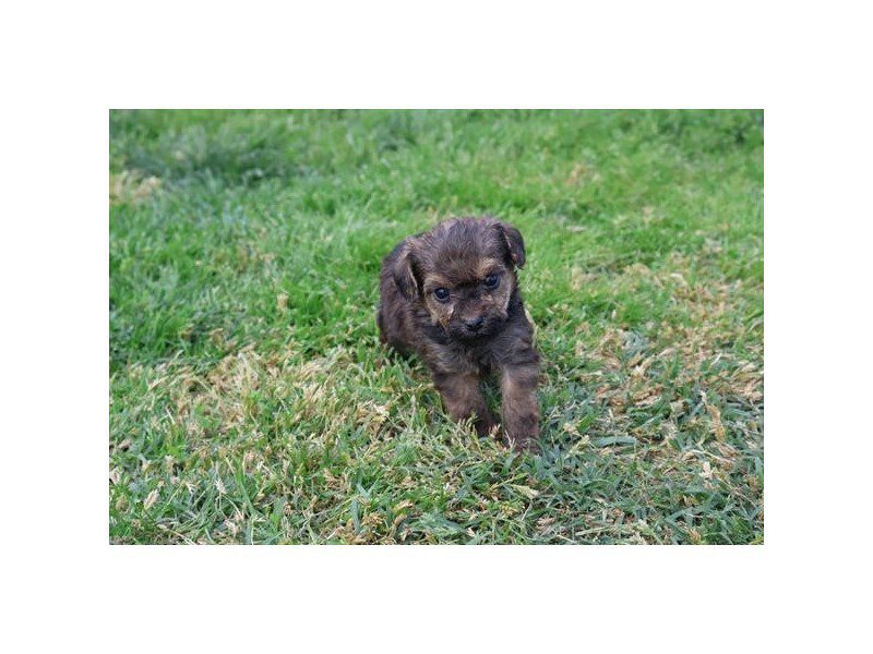 [#15090] Red Sable Male Yorkiepoo Puppies For Sale #2