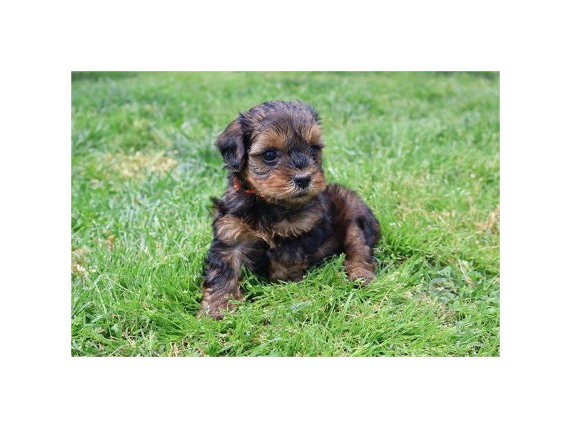 [#15091] Red Sable Male Yorkiepoo Puppies For Sale #2