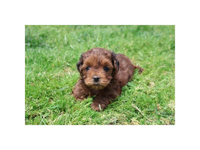 [#15092] Red Sable Female Yorkiepoo Puppies For Sale #2