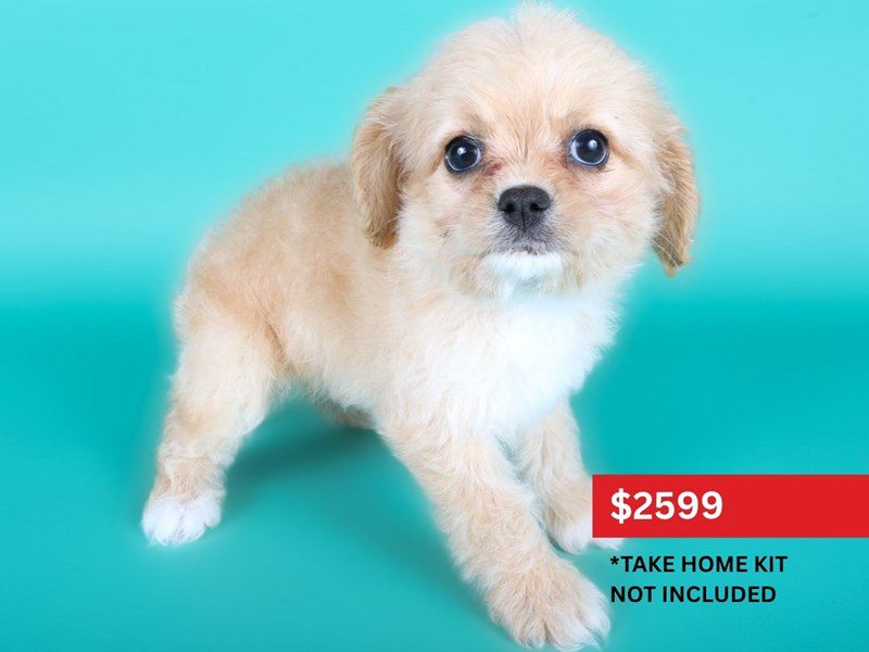 Cavapoo in Herndon, VA