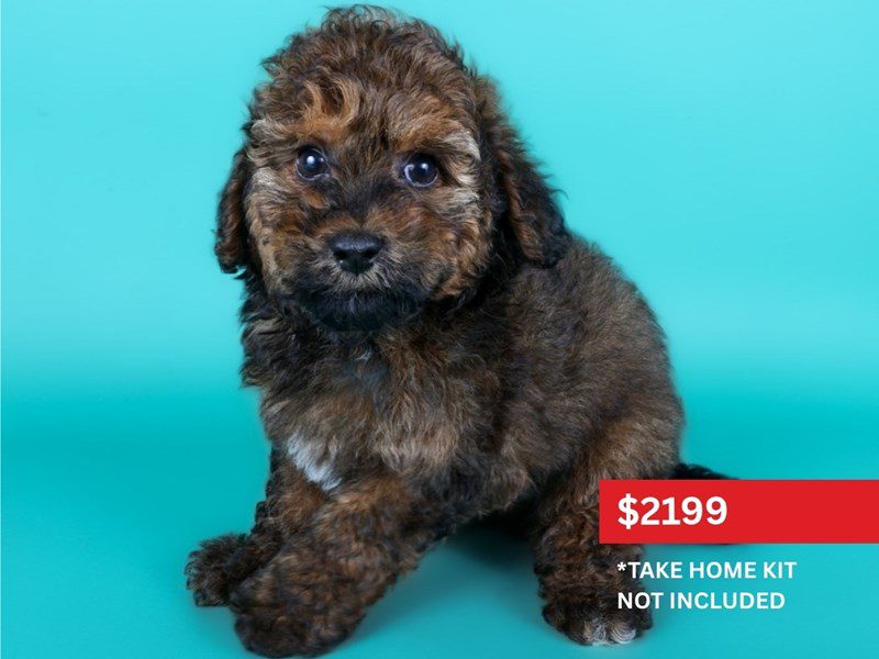 Miniature Goldendoodle in Fairfax, VA