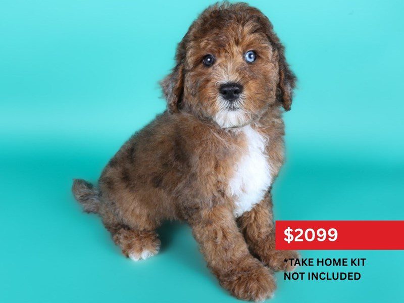 Miniature Goldendoodle in Haymarket, VA