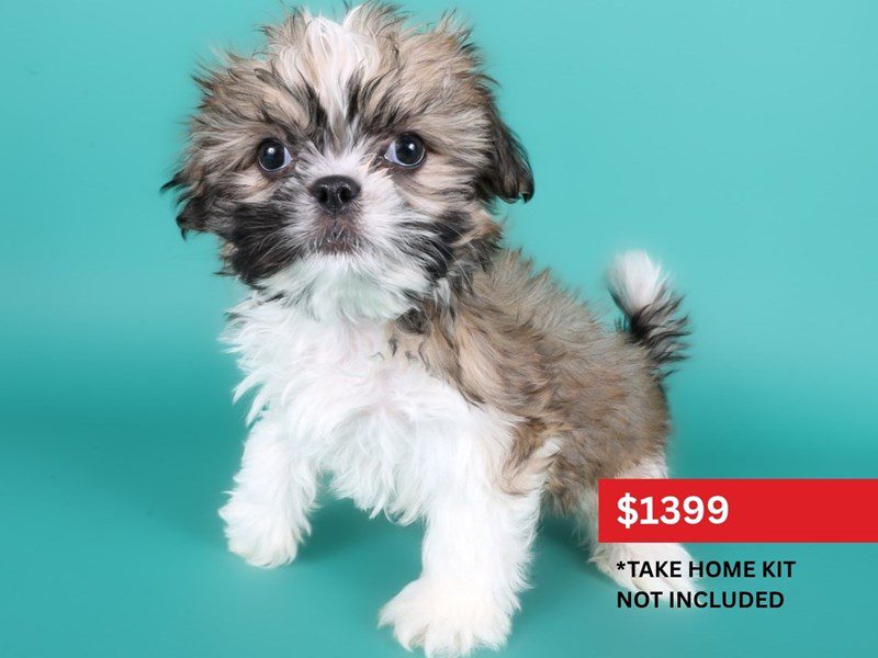 Shih Tzu in Haymarket, VA