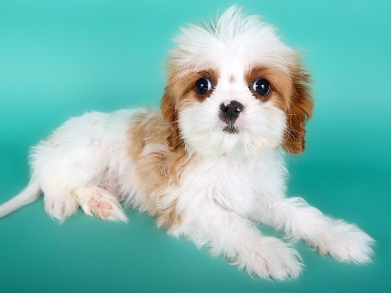 Cavapoo in Leesburg, VA