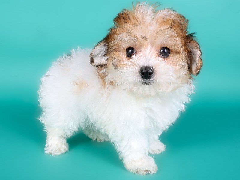 Maltipoo in Haymarket, VA