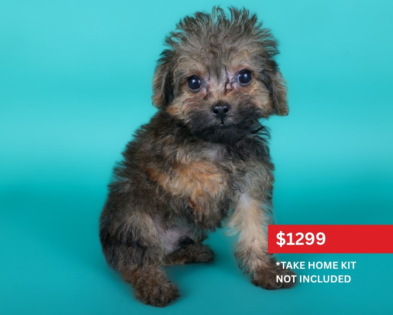 Yorkiepoo-Dog-Male-Red Sable-5117008-XO PUPS