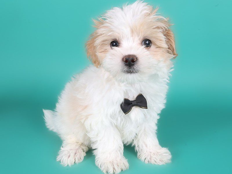 Maltipoo in Leesburg, VA