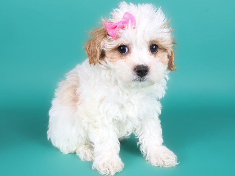 [#15072] Apricot & White Parti Female Maltipoo Puppies For Sale #2