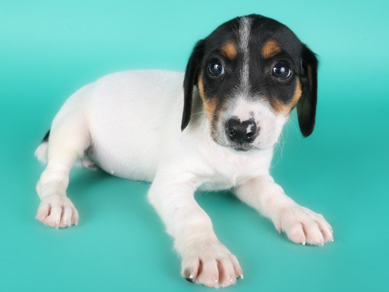 [#15073] Black White / Tan Female Jack Russell Terrier Puppies For Sale #3