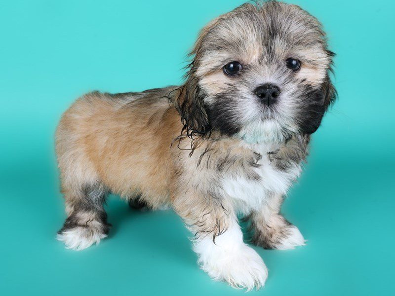 [#15074] Fawn Male Lhasa Apso Puppies For Sale #3