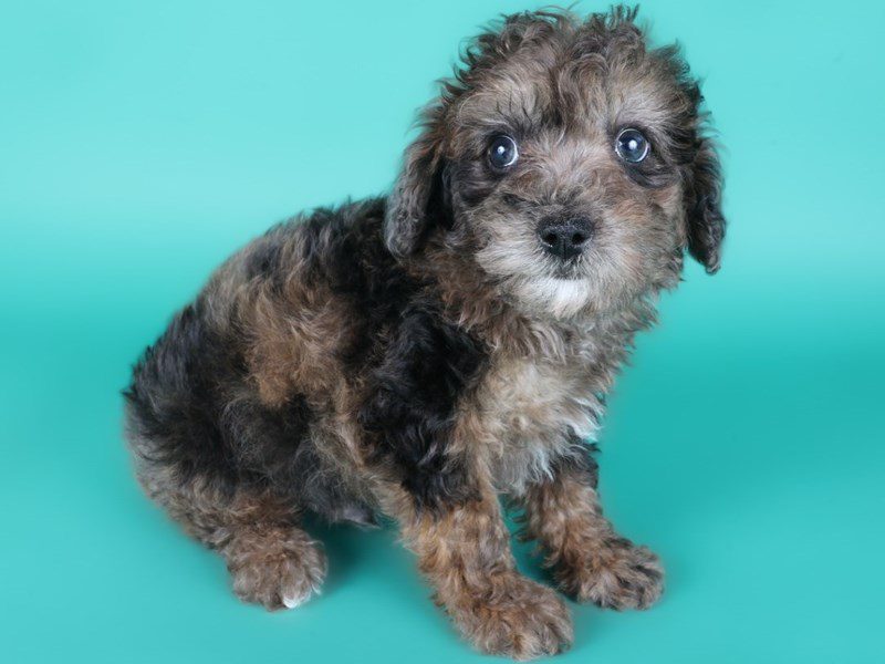 [#15076] Blue Merle Male Toy Poodle Puppies For Sale #3