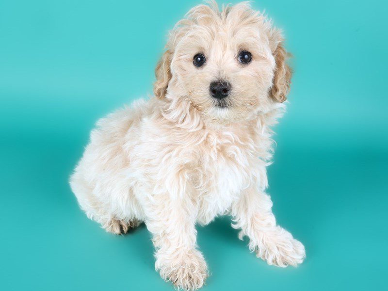 [#15077] Apricot Male Maltipoo Puppies For Sale #2