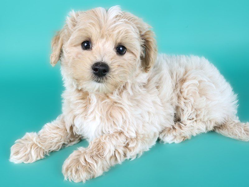 Maltipoo in Herndon, VA