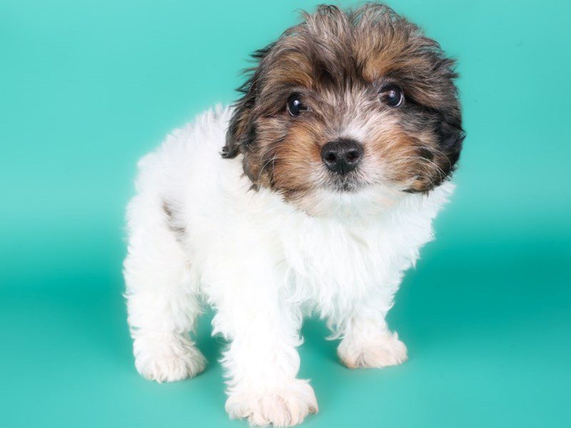 [#15080] Chocolate Sable Parti Male Yorkiepoo Puppies For Sale #2