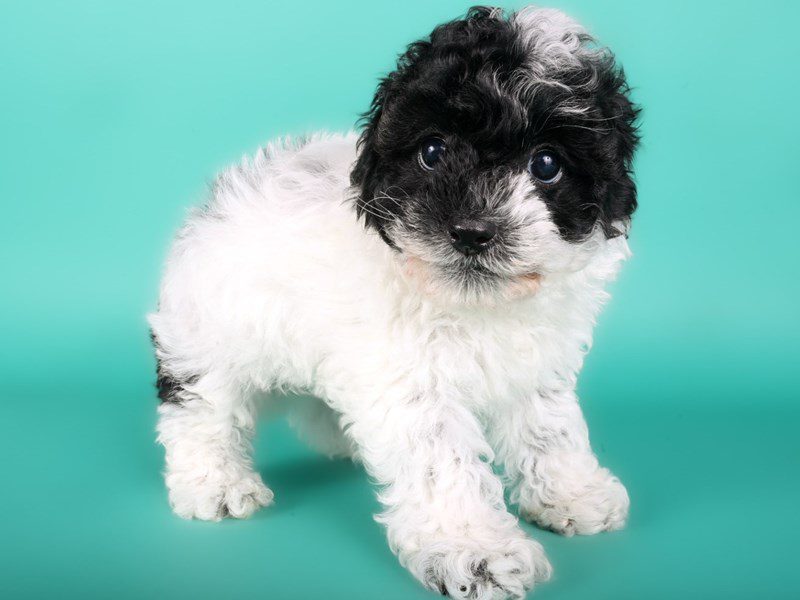 [#15082] Black and White Male Miniature Poodle Puppies For Sale #2