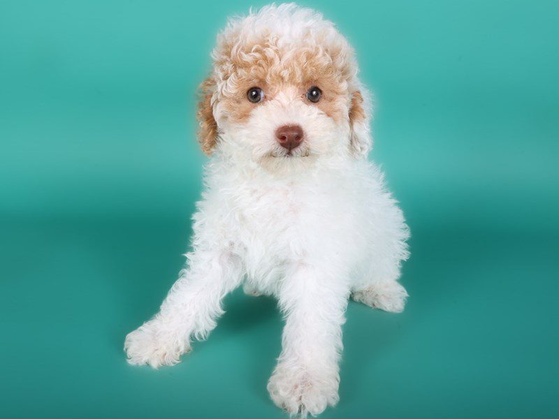 [#15096] White & Apricot Parti Female Toy Poodle Puppies For Sale #2