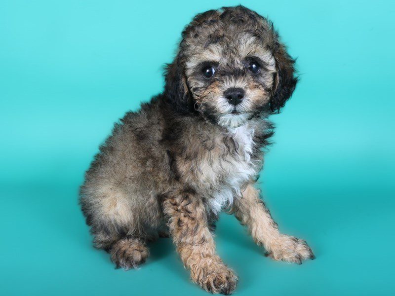 [#15095] Red Sable Male Toy Poodle Puppies For Sale #2