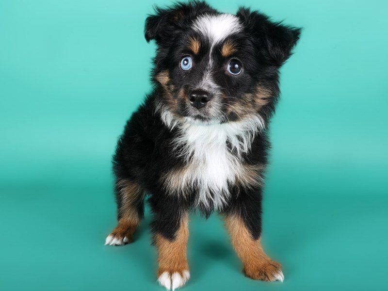 [#15094] Black & White/Tri Female Miniature Australian Shepherd Puppies For Sale #2
