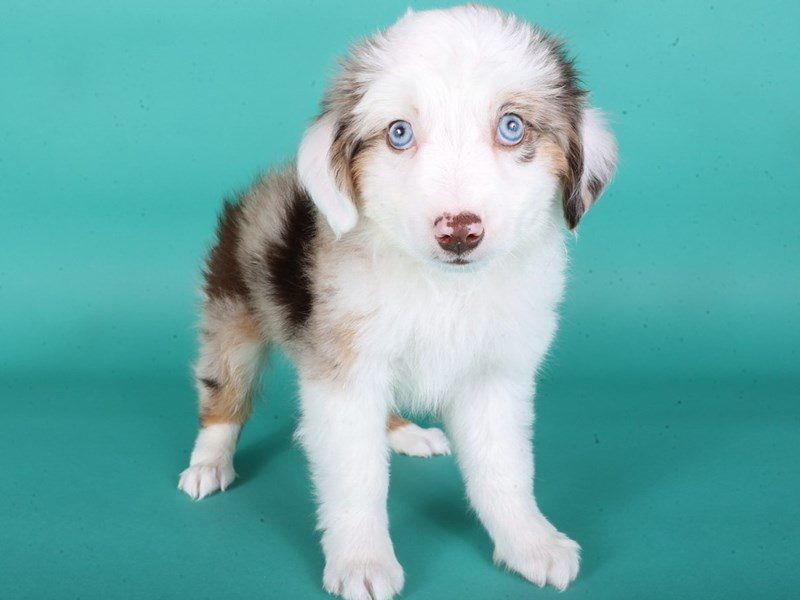 Miniature Australian Shepherd-Dog-Male-Red Merle Tan/White-5118027-XO PUPS