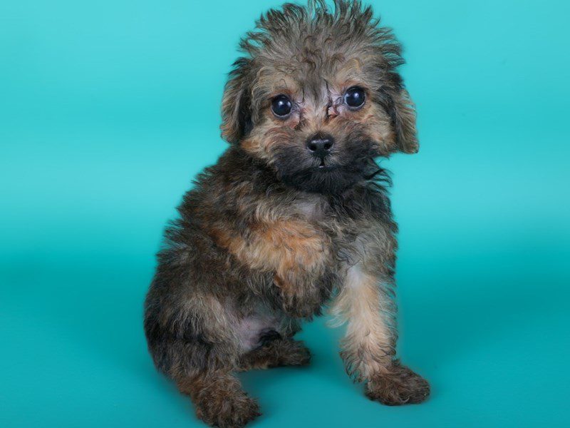 Yorkiepoo in Ashburn, VA