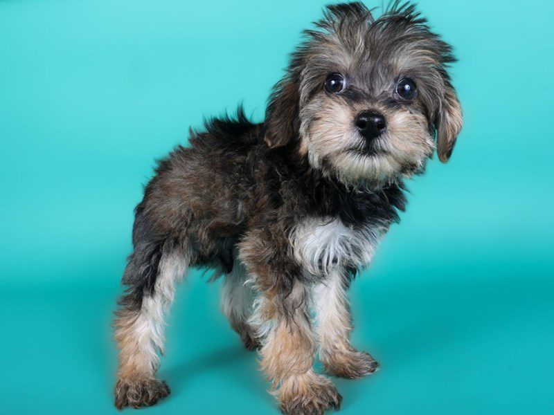 Yorkiepoo in Ashburn, VA
