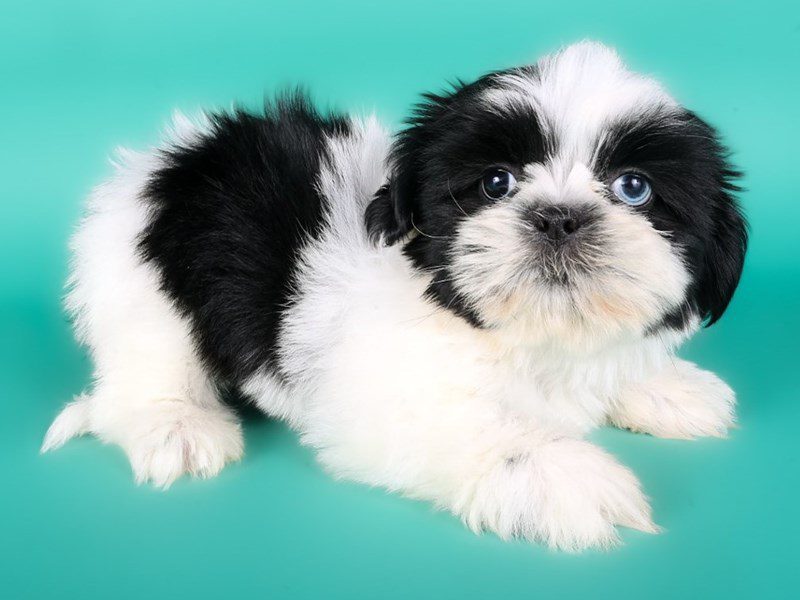 [#15083] Black / White Male Shih Tzu Puppies For Sale #3