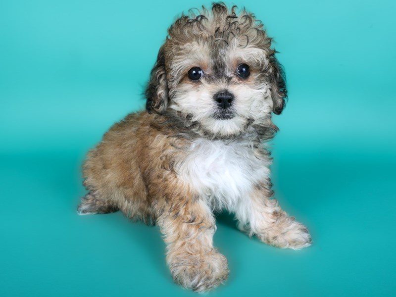Maltipoo-Dog-Female-Red Sable-5117002-XO PUPS