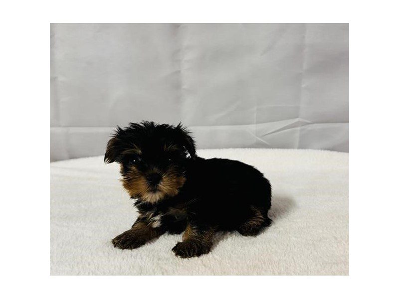 [#15103] Black / Gold Female Yorkshire Terrier Puppies For Sale #2