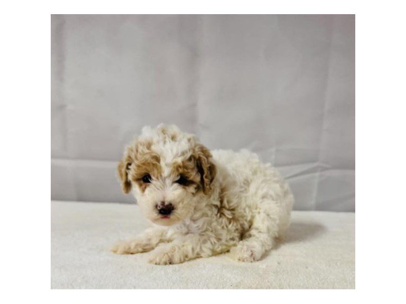 [#15104] White / Red Female Miniature Poodle Puppies For Sale #2