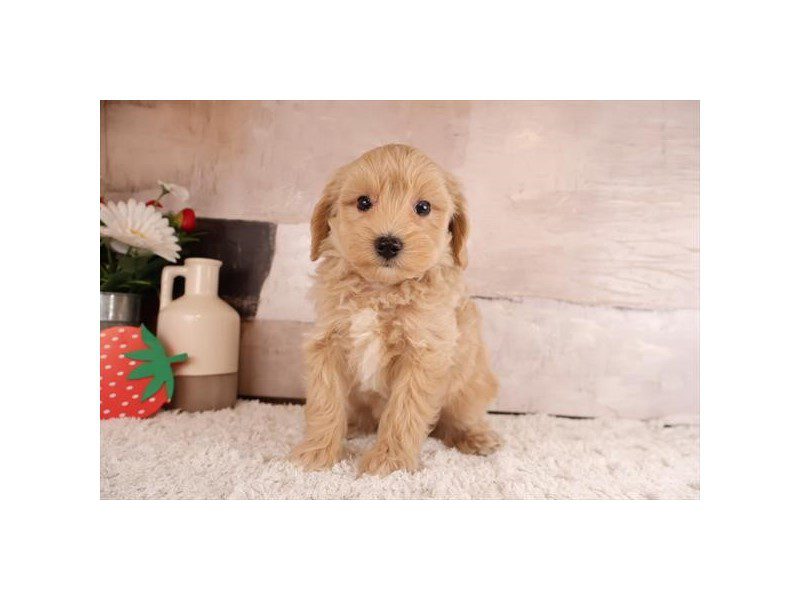 [#15097] Apricot Male Aussiepoo Puppies For Sale #2