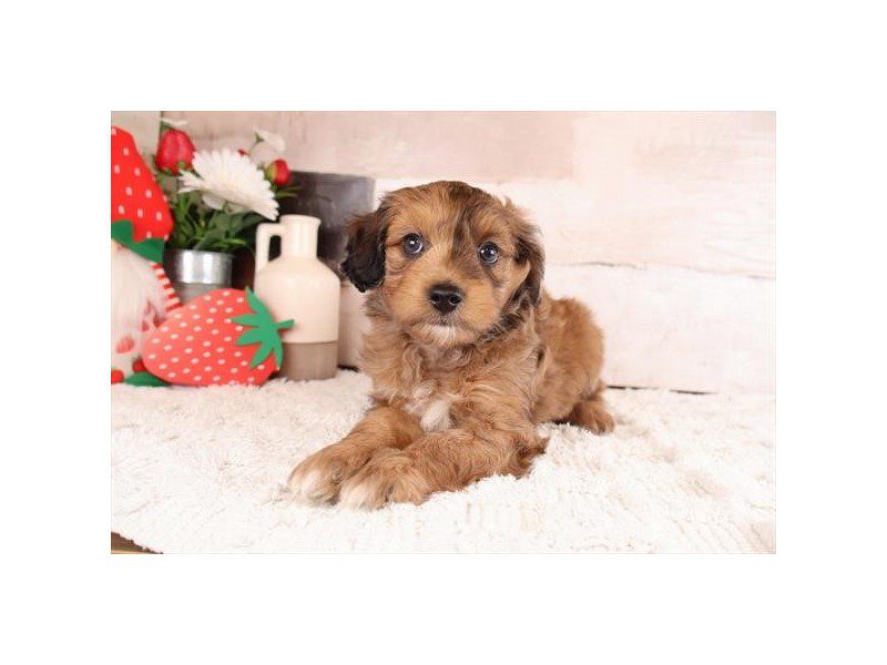 [#15098] Blue Merle Male Aussiepoo Puppies For Sale #2