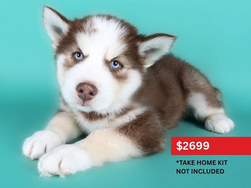 [#15034] Red / White Male Siberian Husky Puppies For Sale #4