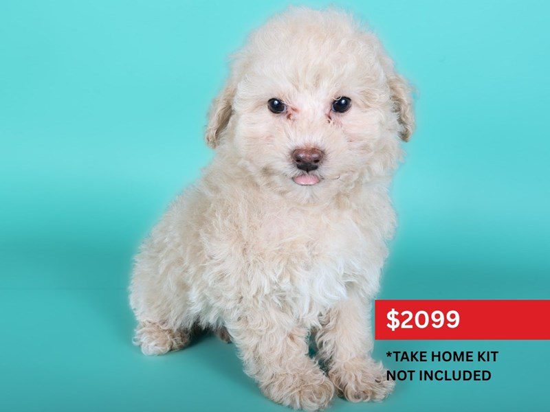 [#15060] Apricot Male Maltipoo Puppies For Sale #3
