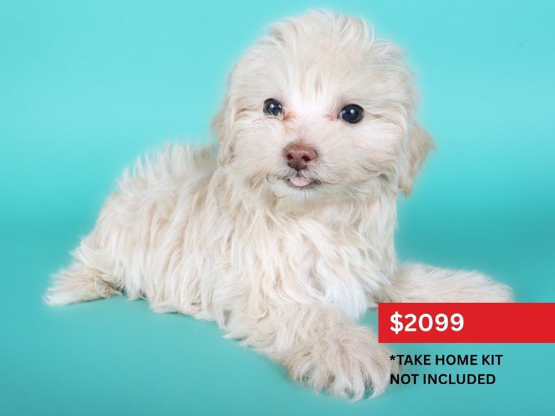 [#15061] Apricot Male Maltipoo Puppies For Sale #3