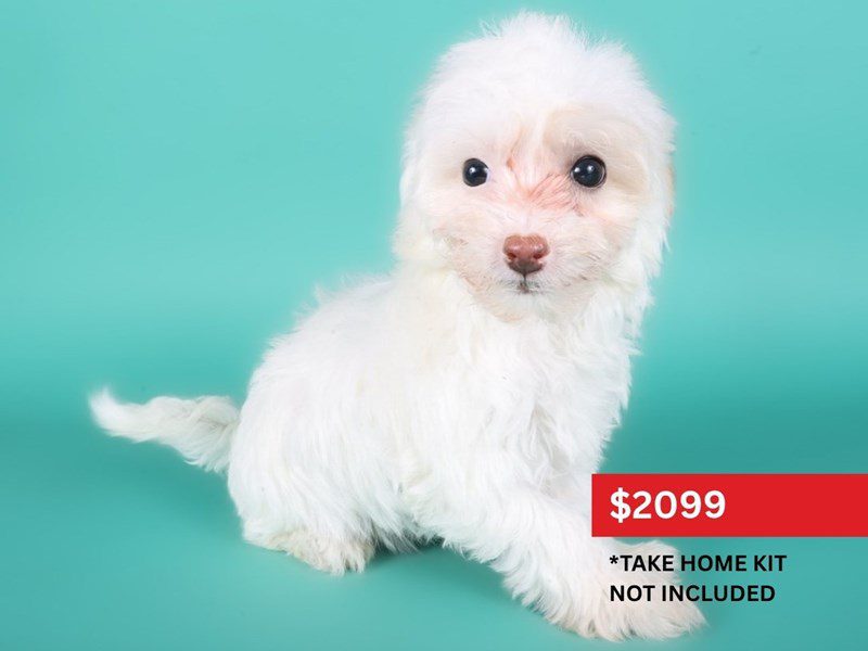 [#15063] Cream Female Maltipoo Puppies For Sale #3