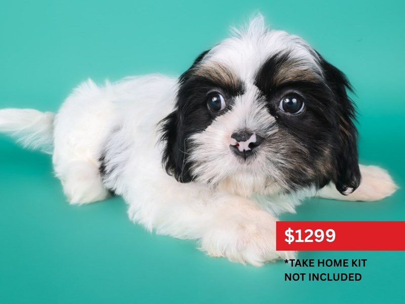 [#15007] Black / White Male Shih Tzu Puppies For Sale #4